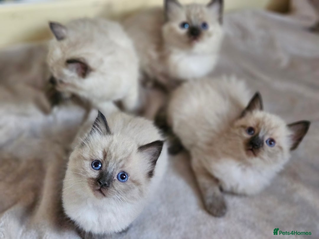 Ragdoll cats for sale: Ragdoll kittens  - Image 2