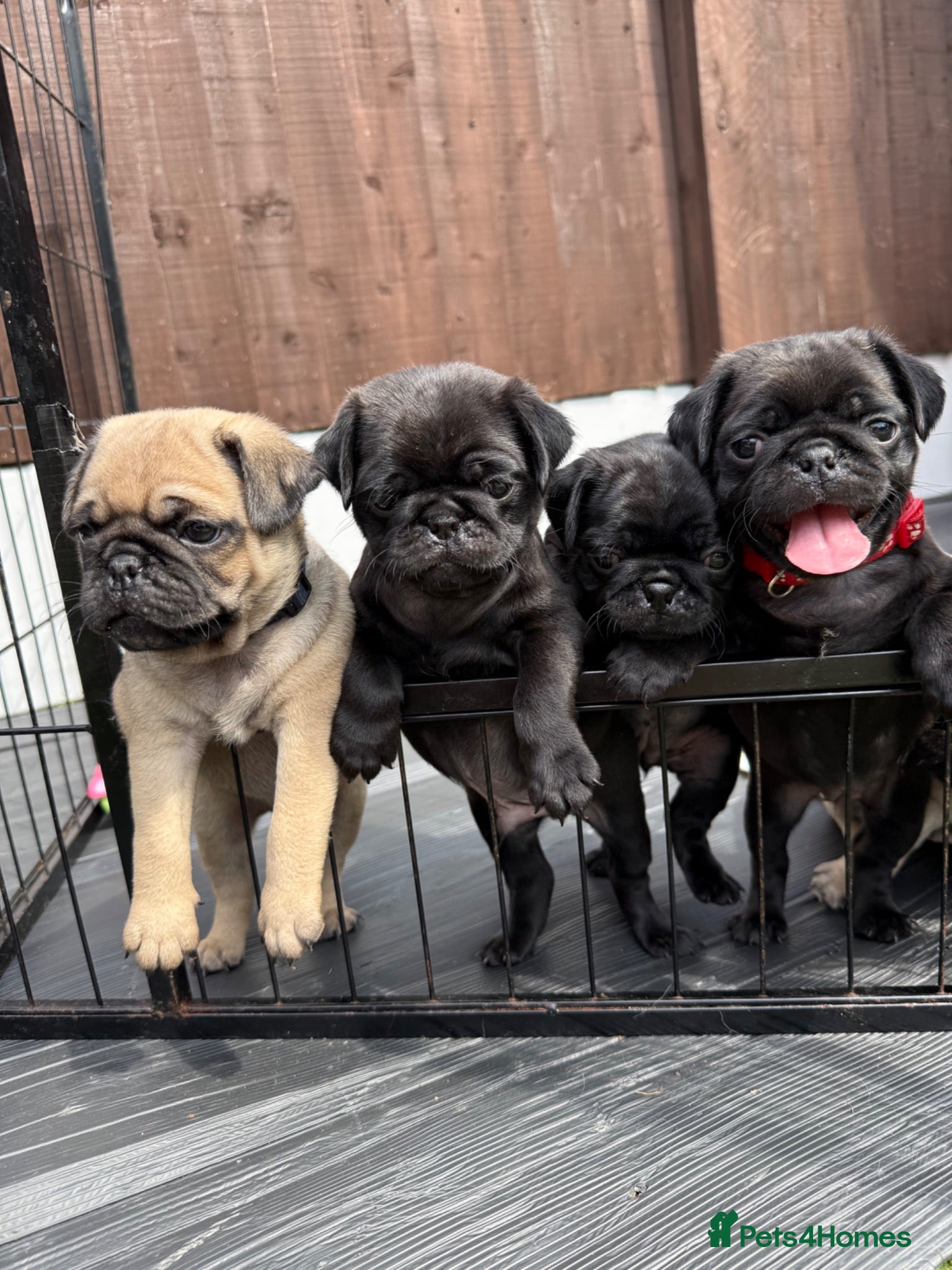 Pug dogs Pug Puppies ❤️🩵🩷💙💚💛 - Advert 1