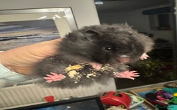 Hamster rodents for sale: Stunning pedigree Syrian hamsters  - Image 2