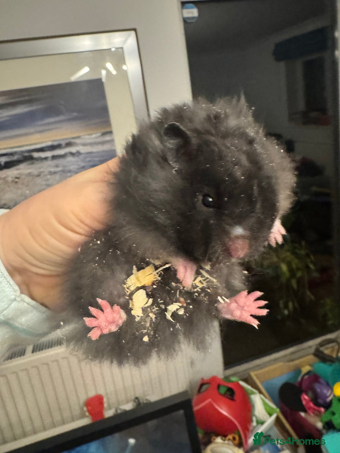Hamster rodents for sale: Stunning pedigree Syrian hamsters  - Image 2