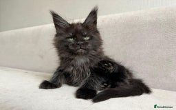 Maine Coon cats for sale: LAST SMOKEY MAINE COON LEFT - Image 3