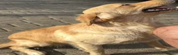 Golden Retriever dogs for sale: KC Genetically Clear Golden Retriever Girl  - Advert 4