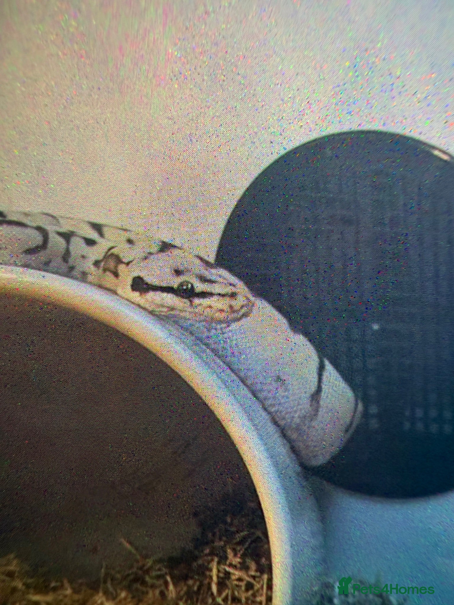 Python Snake reptiles Snake for sale  - Advert 1
