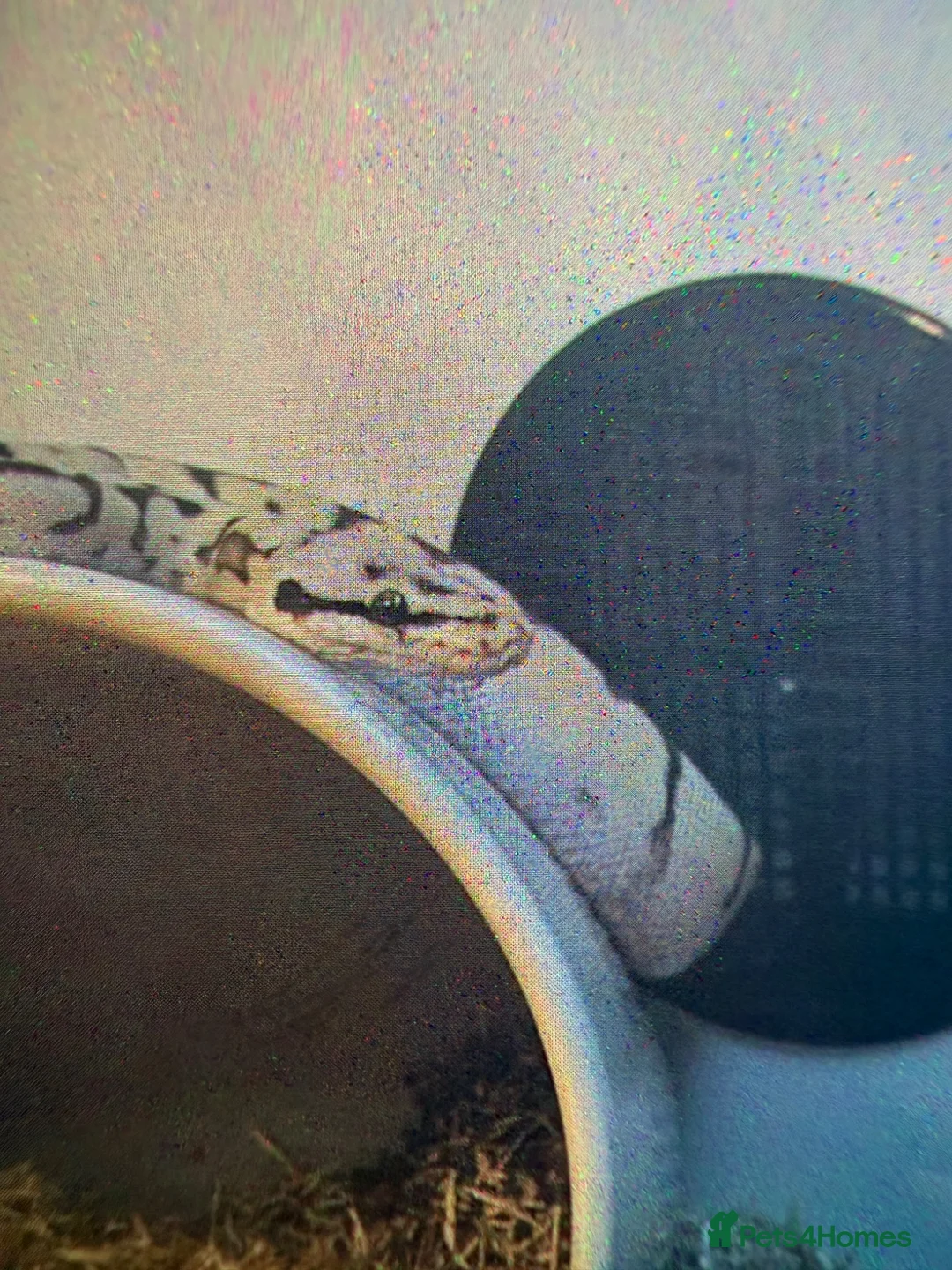 Python Snake reptiles for sale: Snake for sale  in Liverpool - Advert 1