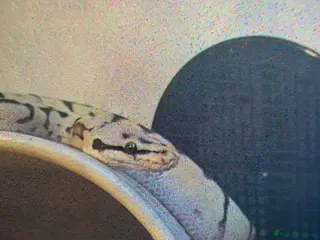 Python Snake reptiles Snake for sale - Advert 10