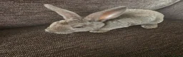 Mixed Breed rabbits for sale: Wee Rabbits in Ballymena - Advert 11