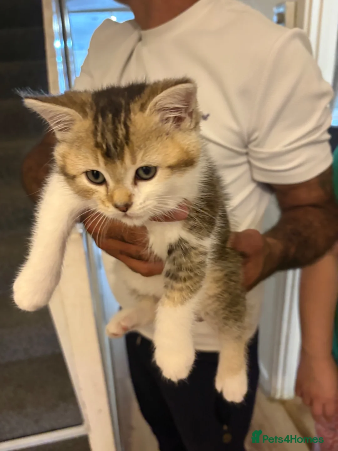 British Shorthair cats for sale: Cute British Shorthair girl in Bristol - Advert 5