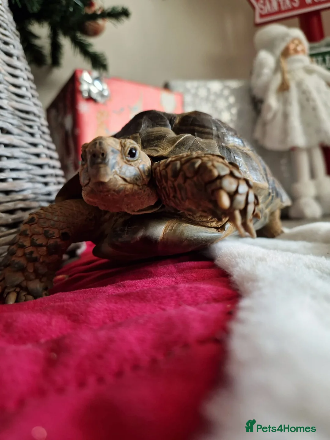Tortoise reptiles for sale: Master Oogway Testudo Graeca (spur thigh Tortoise) in Canterbury - Advert 1