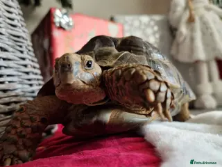 Tortoise reptiles Master Oogway Testudo Graeca (spur thigh Tortoise) - Advert 10