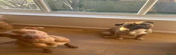 Mixed Breed dogs for sale: Loki  - Advert 4
