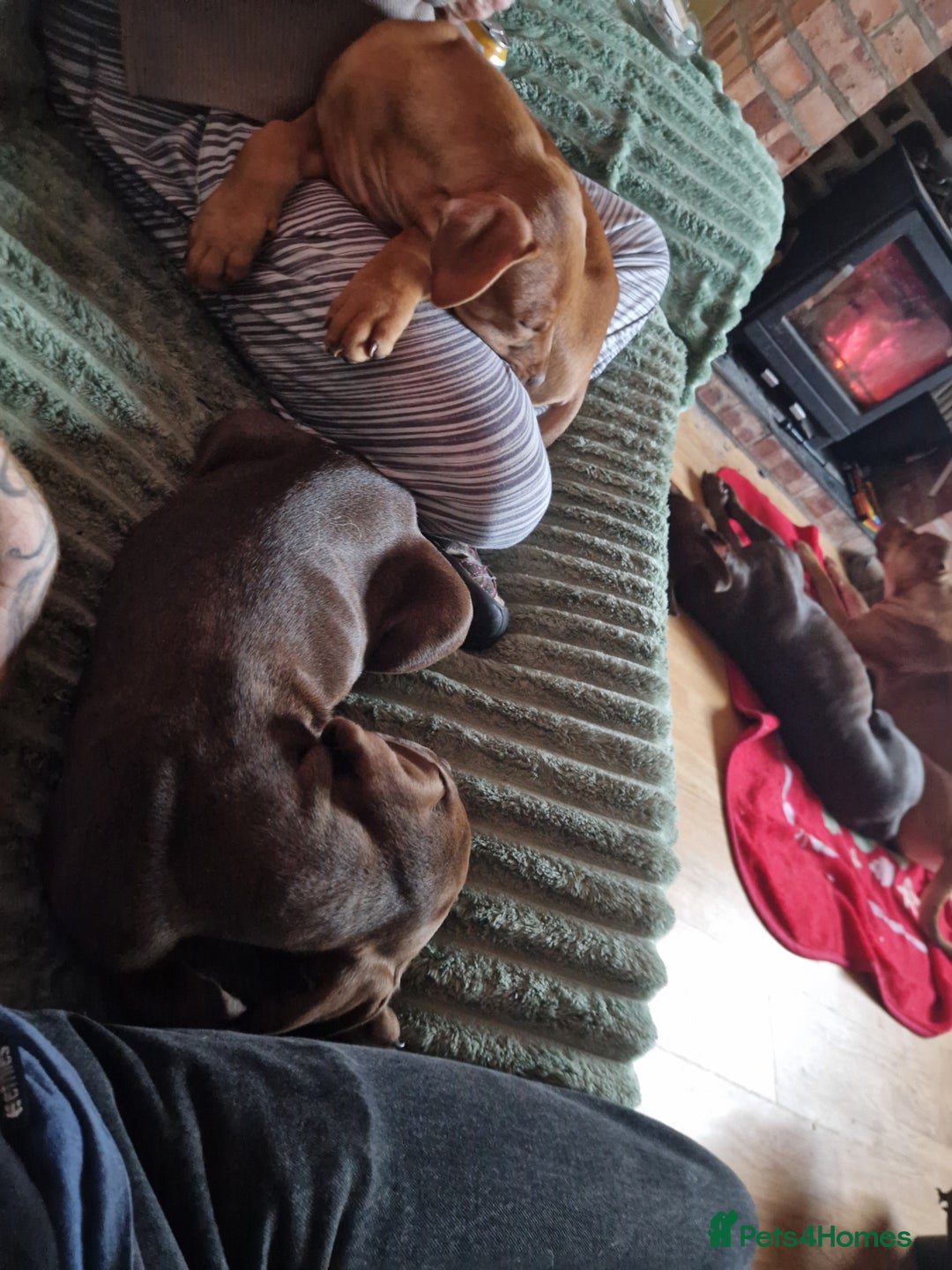 Mixed Breed dogs for sale: Doberman/labrador x american bulldog/english staff - Advert 27