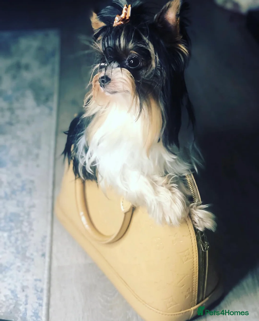 Biewer Terrier dogs for stud: Stunning Miniature Biewer Terrier Stud  in Wirral - Advert 1