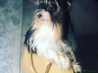 Biewer Terrier dogs Stunning Miniature Biewer Terrier Stud in Wirral - Advert 1