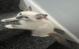 Ragdoll cats for sale: GCCF Ragdoll kittens ready now - Image 5
