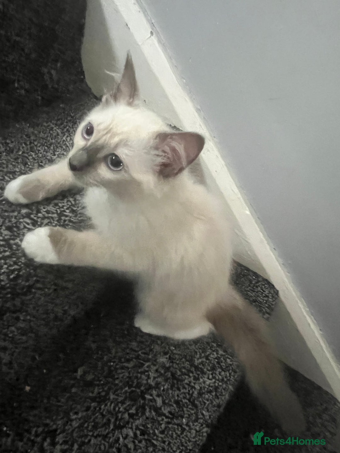 Ragdoll cats for sale: GCCF Ragdoll kittens ready now - Image 5