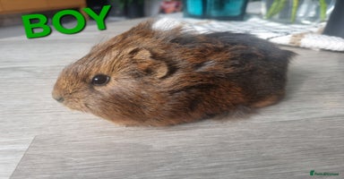 Guinea Pig rodents - Advert 14