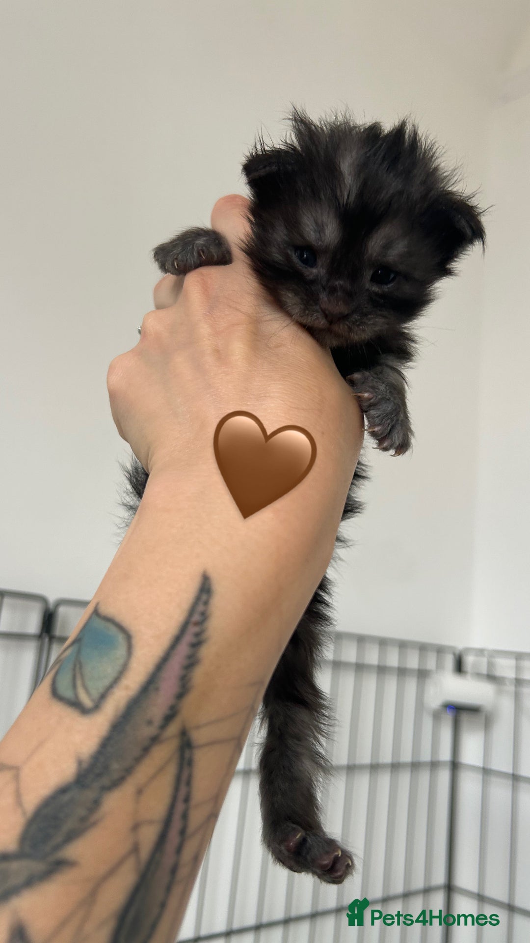 Maine Coon cats for sale: Black smoke mainecoon kittens - Image 8
