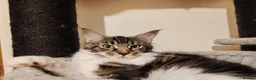 Maine Coon cats for sale: Lovely maine coon kittens - Advert 14