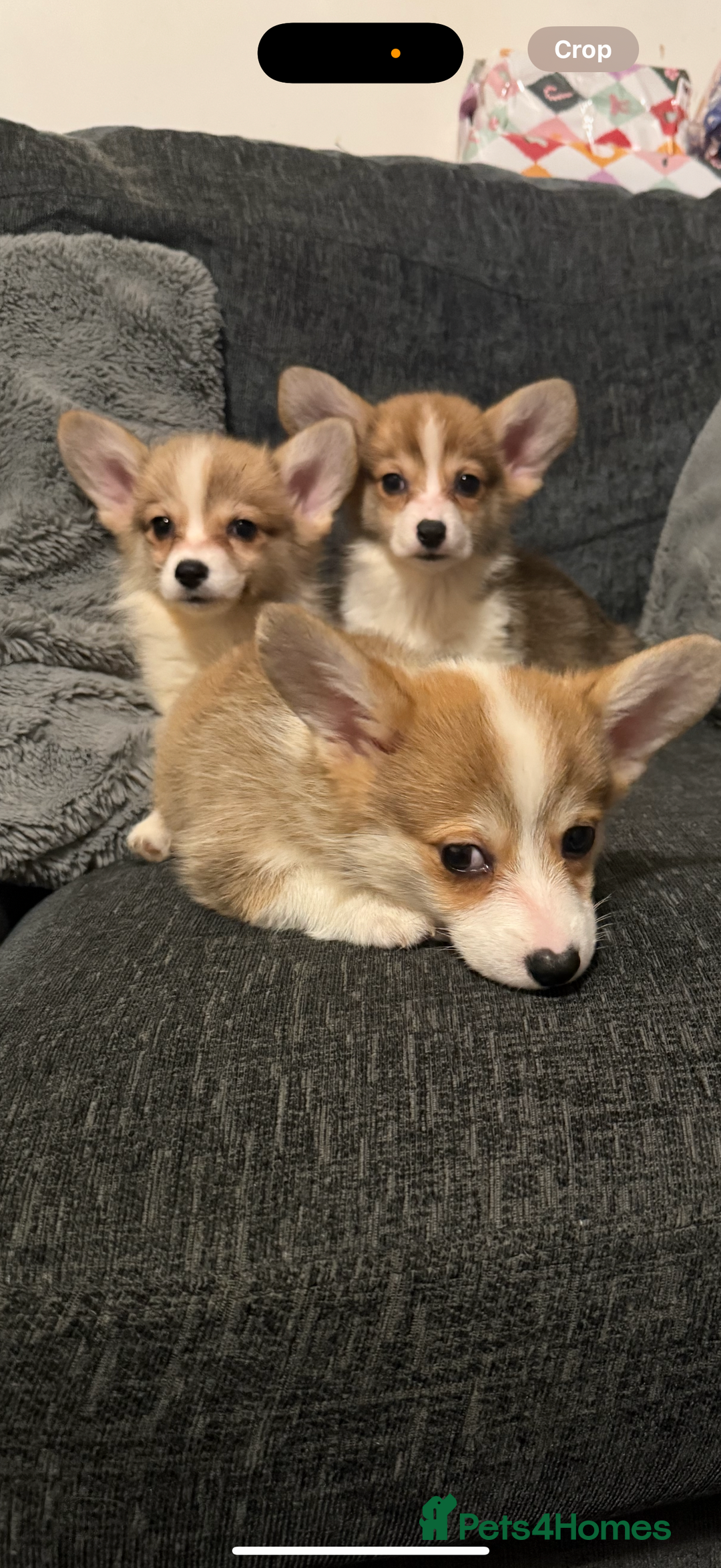 Welsh Corgi Pembroke dogs for sale: Kc reg Pembroke 1 boy left beautiful markings 💙 - Advert 19
