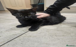 Mixed Breed cats for sale: kitten - Advert 2