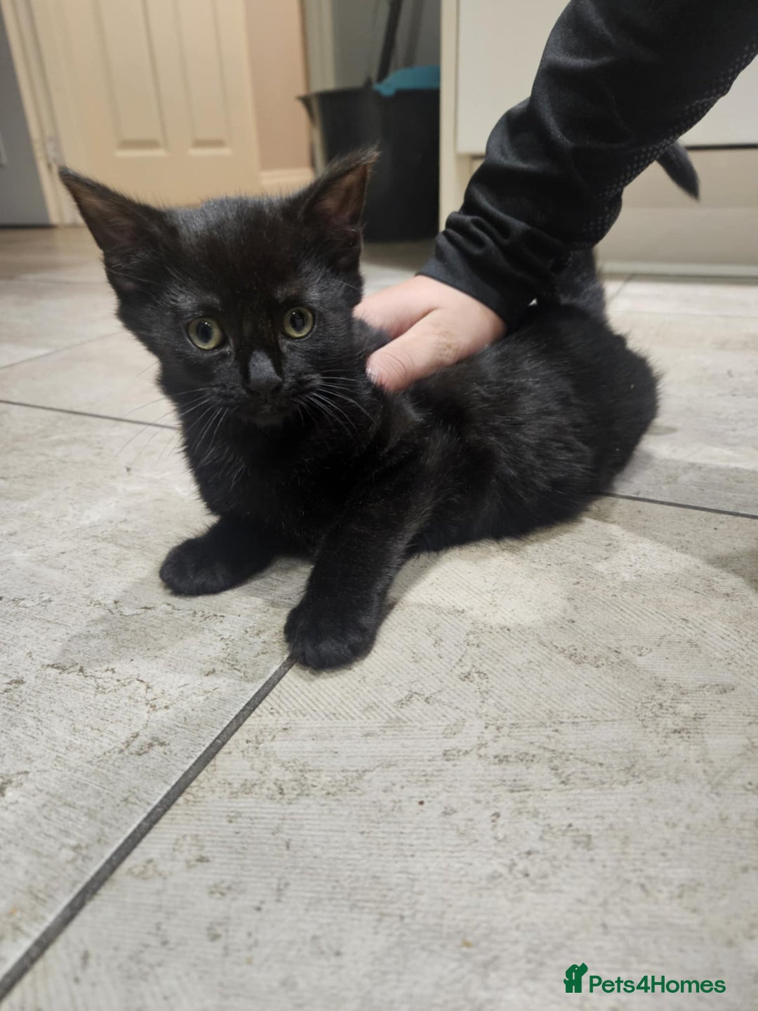 Mixed Breed cats for sale: kitten - Advert 2