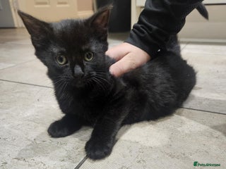 Mixed Breed cats kitten - Advert 13