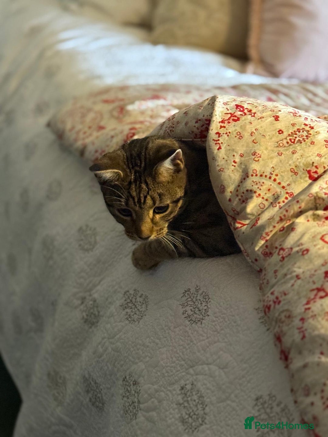 Mixed Breed cats for sale: Russian blue cross black and tabby kittens  - Image 2