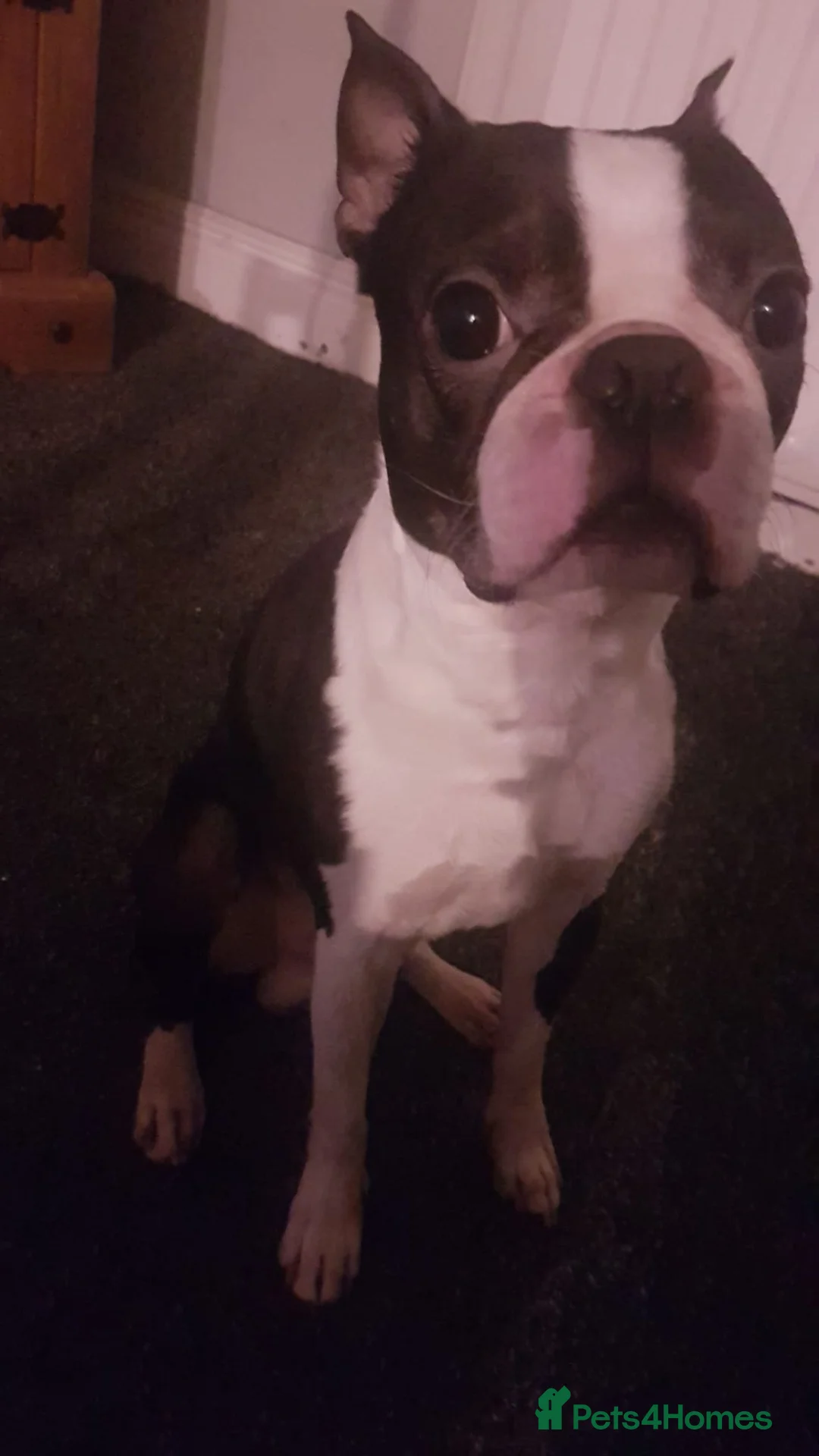 Boston Terrier dogs for sale: Boston Terrier Special Home Needed - Advert 2