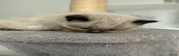Ragdoll cats for sale: Ragdoll - Advert 4