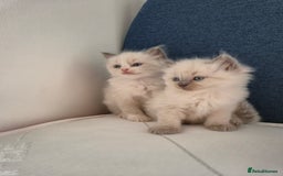 Ragdoll cats for sale: beautiful ragdoll kittens  - Image 3
