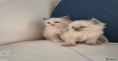 Ragdoll cats - Advert 3