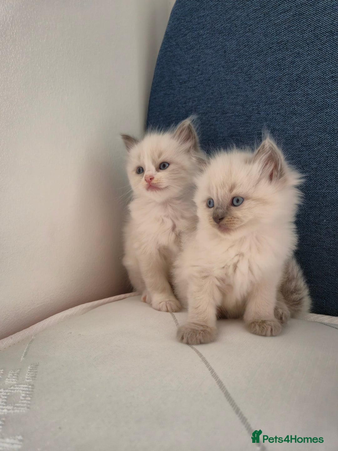 Ragdoll cats for sale: beautiful ragdoll kittens  - Image 3