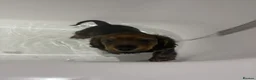 Miniature Dachshund dogs for sale: Beautiful miniature Dachshunds for sale🫶🏻 - Advert 9