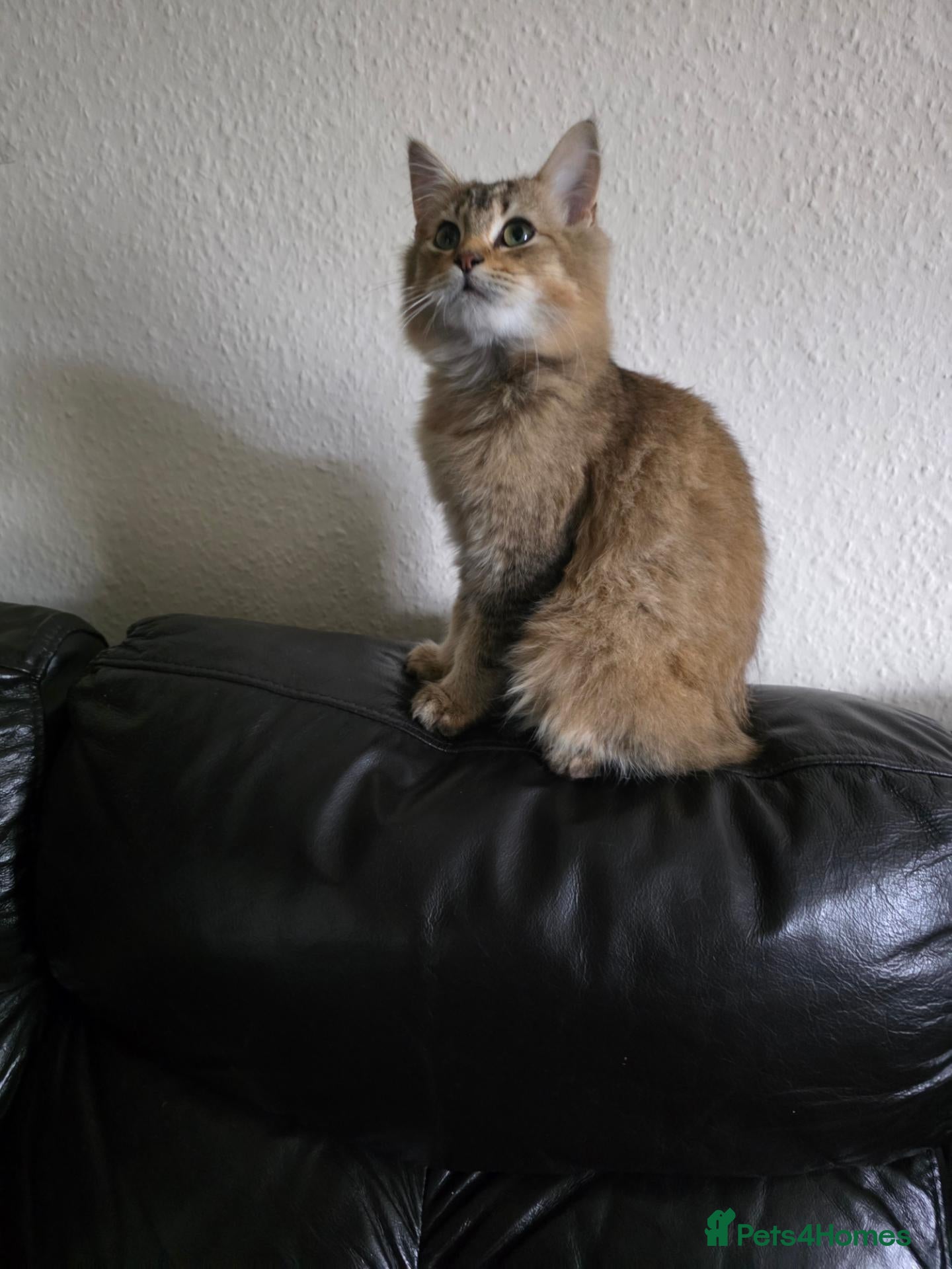 Turkish Angora cats Cute kittens - Advert 1