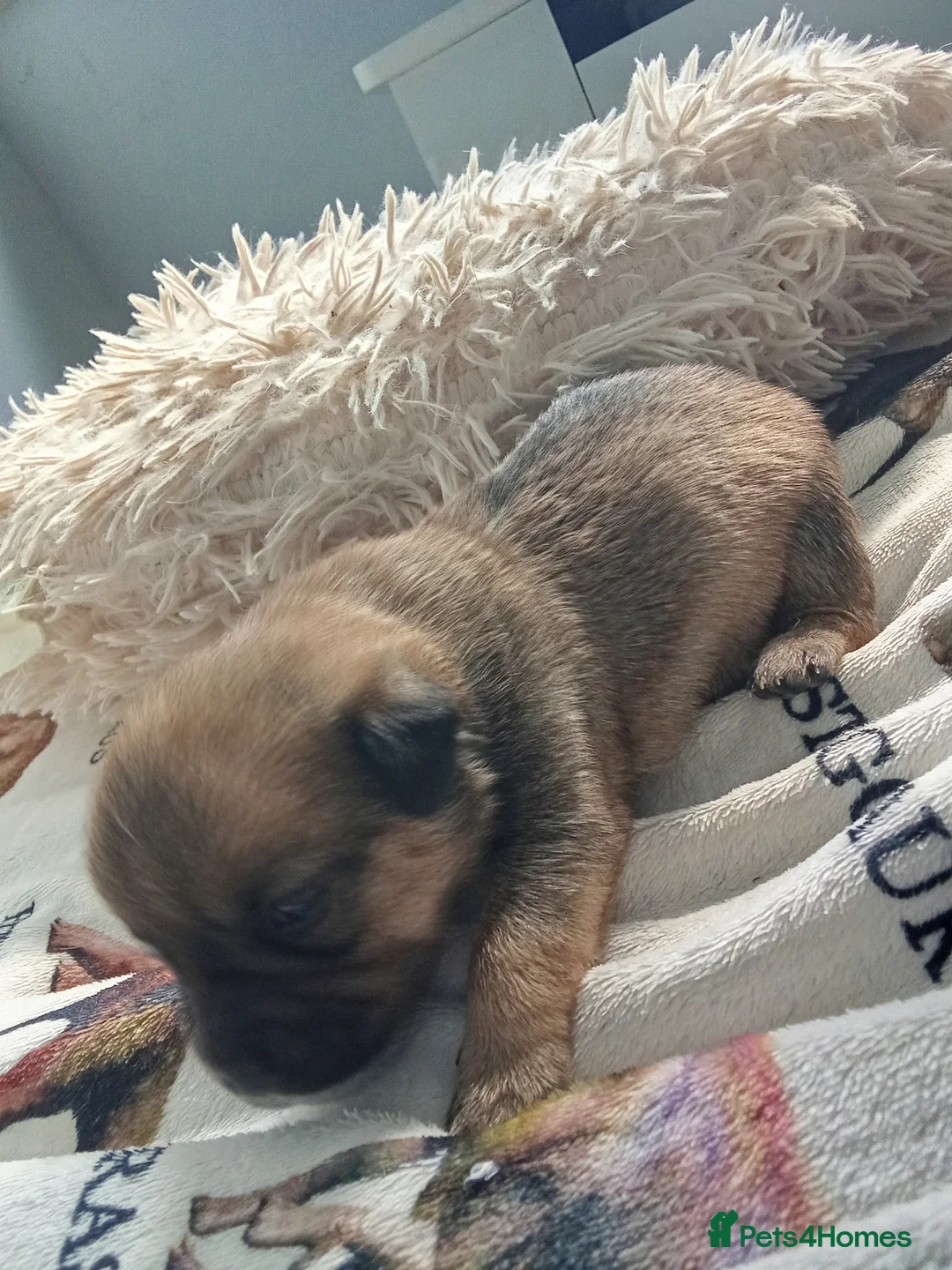 Mixed Breed dogs for sale: Pikenise cross Jack Russel  - Advert 1