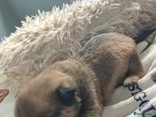 Mixed Breed dogs Pikenise cross Jack Russel - Advert 16