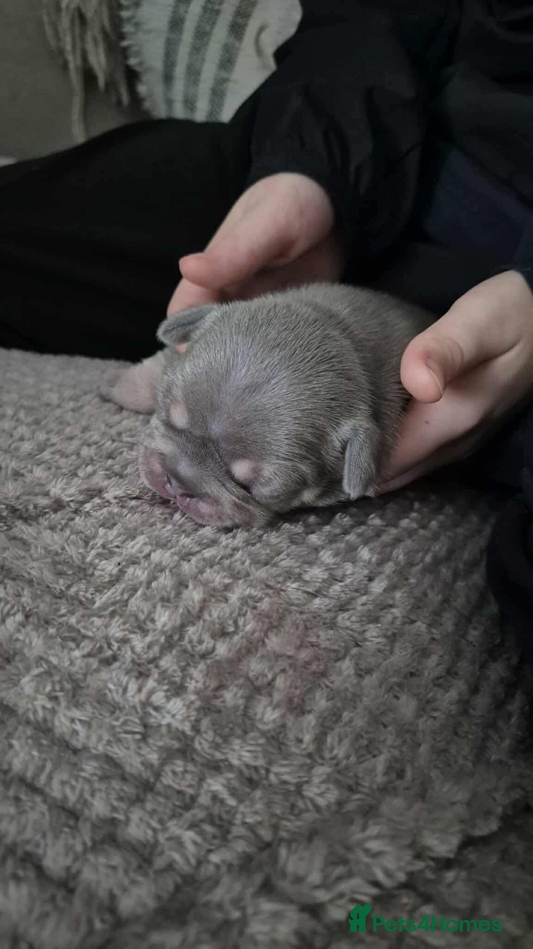 French Bulldog dogs for sale: Beautiful litter of French bulldog pups DWKC  - Advert 12