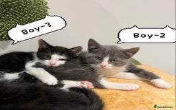 Himalayan cats for sale: Himalayan x Maine Coon Kittens – Ready Soon! - Image 7