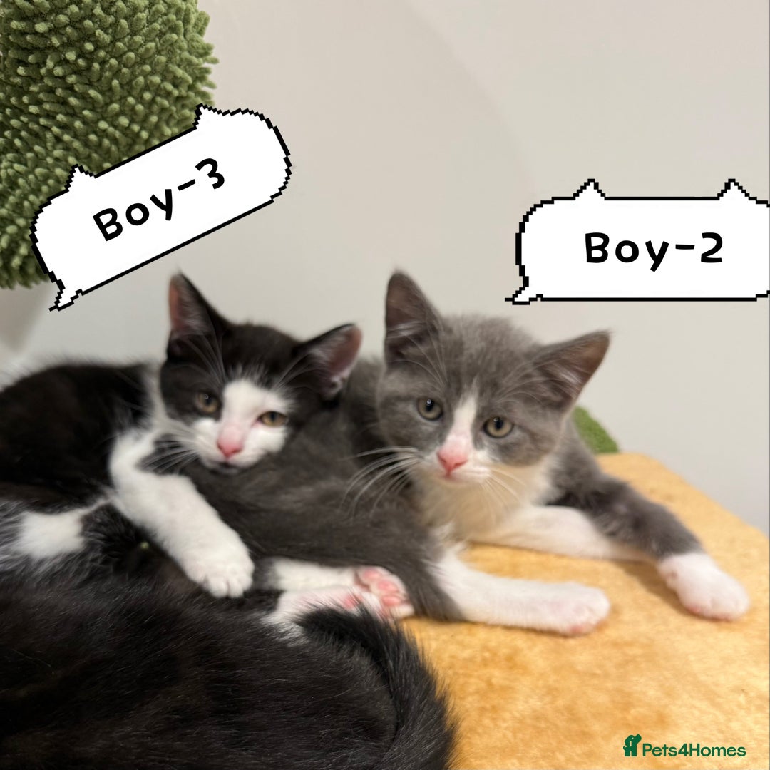 Himalayan cats for sale: Himalayan x Maine Coon Kittens – Ready Soon! - Image 7