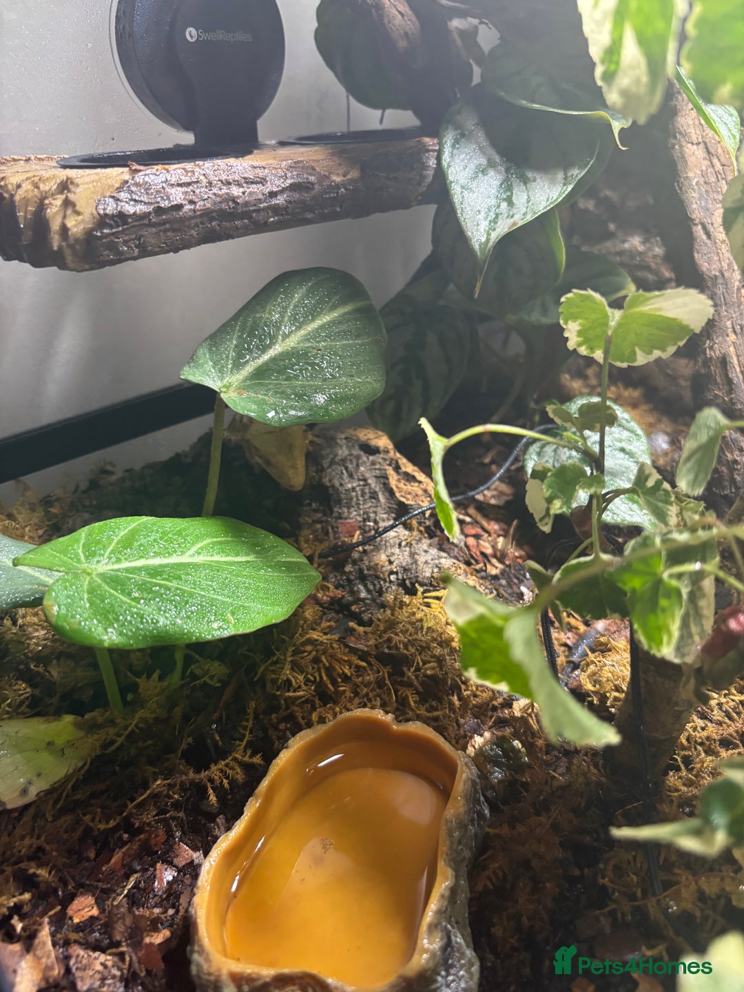 Gecko reptiles for sale: creamsicle lily white crested gecko  - Advert 6
