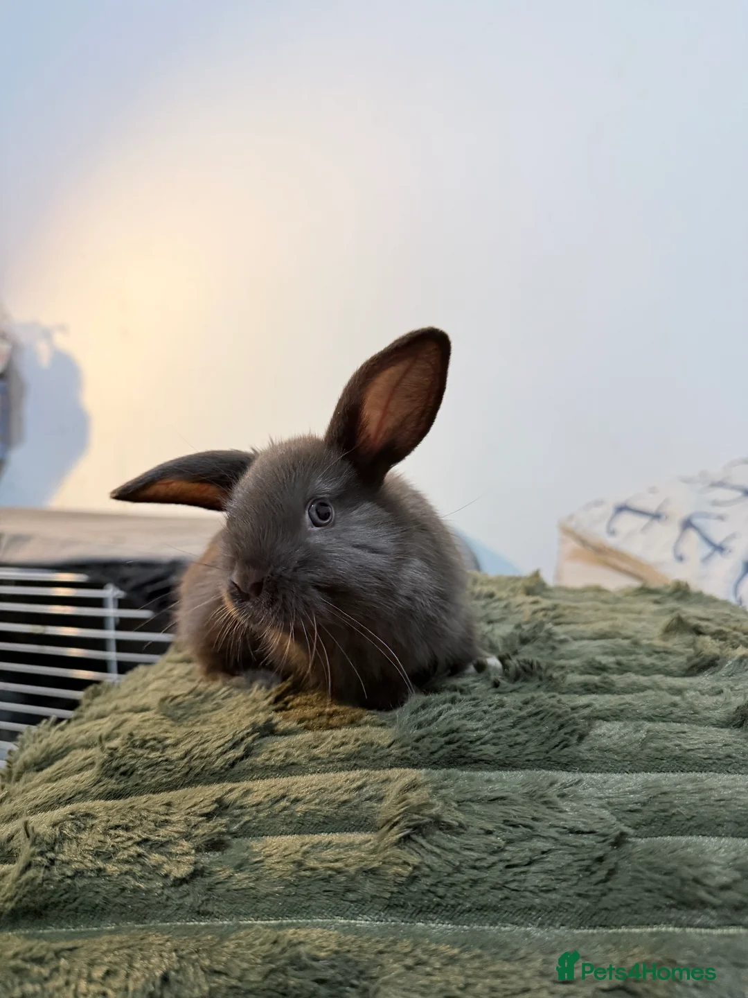 Lionhead rabbits for sale: Cute Lionhead baby bunnies-VERY FRIENDLY - Advert 5