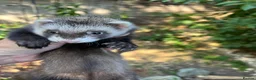 Ferret rodents for sale: Ferrets ready to leave now - Advert 2