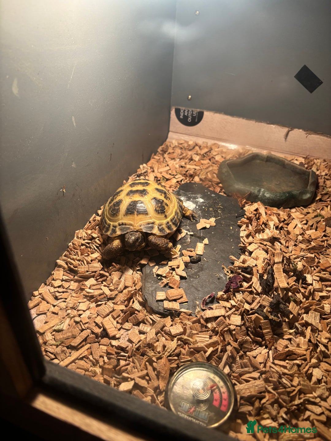 Tortoise reptiles for sale: Tortoise - Advert 2
