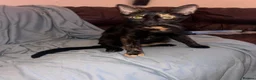 Mixed Breed cats for sale: 4 kittens in need of a loving family - Advert 24