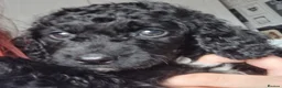 Cockapoo dogs for sale: Black cockapoo puppies - Advert 3