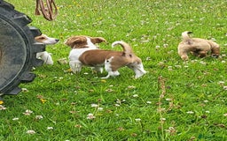 Jack Russell dogs for sale: Merle, red, black and tan JRT puppies in Carmarthen - Image 9