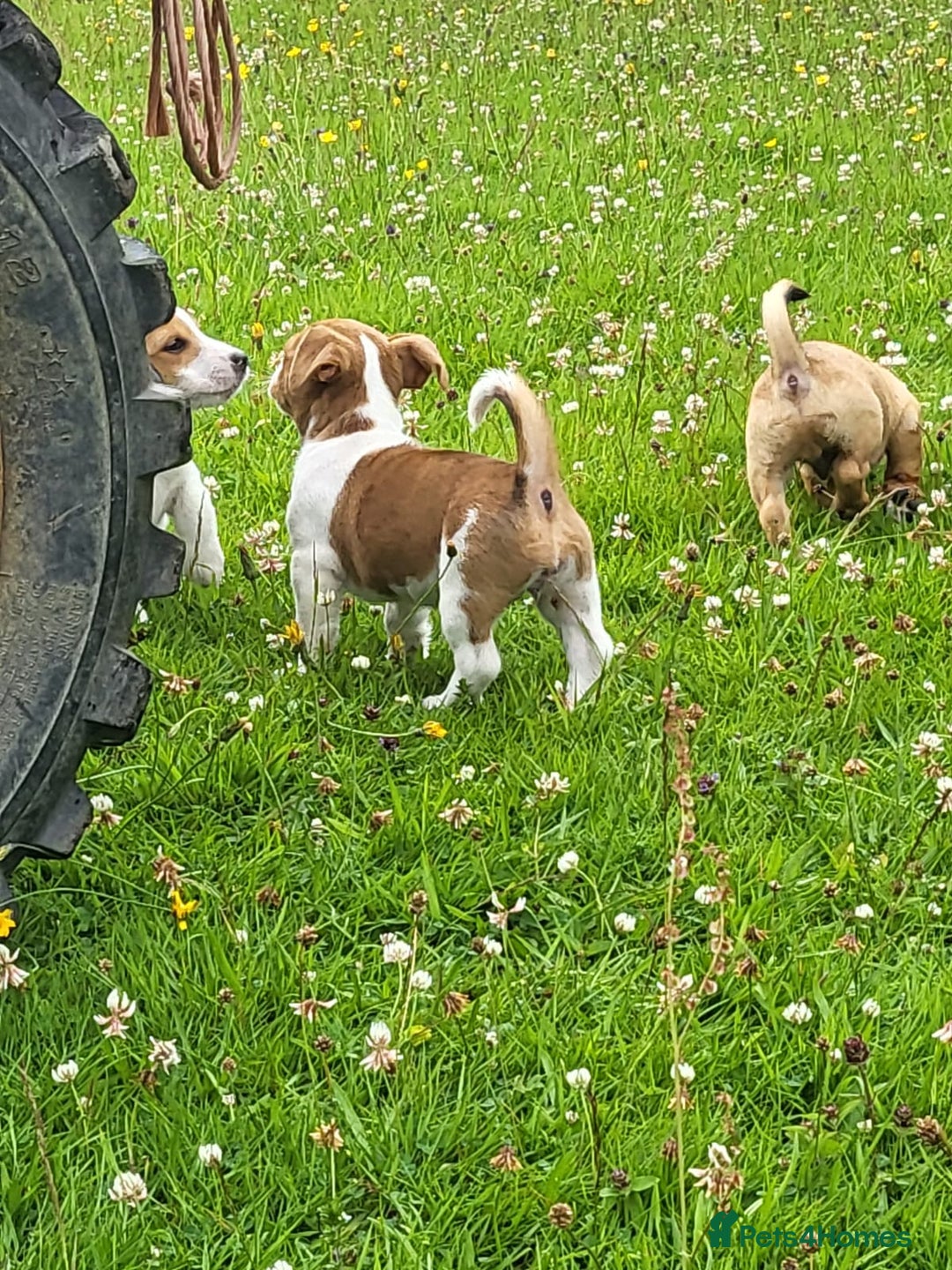 Jack Russell dogs for sale: Merle, red, black and tan JRT puppies in Carmarthen - Image 9