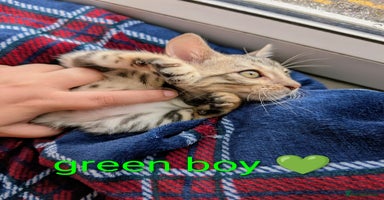 Bengal cats - Advert 12