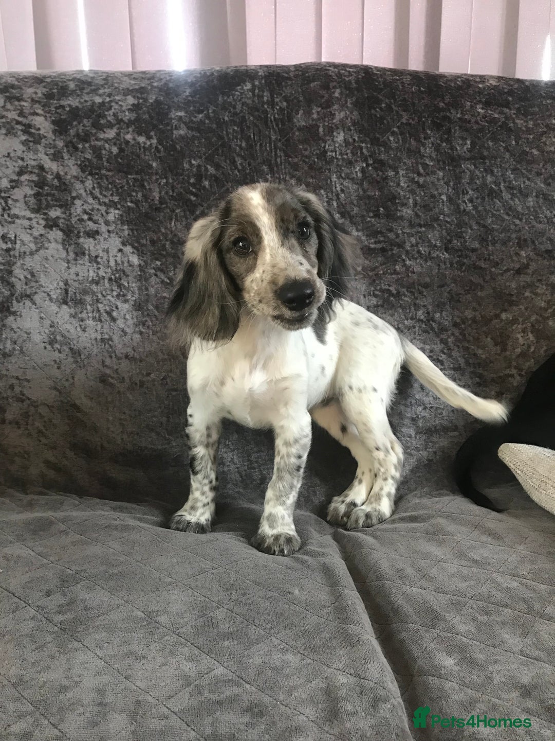 Cocker Spaniel dogs for sale: Cocker Spaniel Puppies For Sale - Image 2