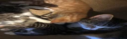 Mixed Breed cats for sale: Little darlings looking for loving homes - Advert 4